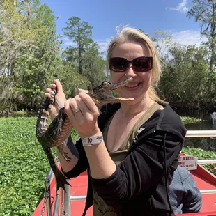 Baby alligator