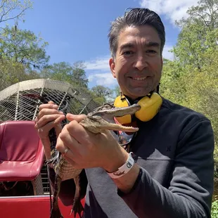 Baby alligator