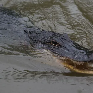 Got to see gators up close and personal , excellent guide Danny gave us marshmallows to attract them closer
