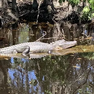 Alligator