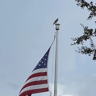 Hawk kept watch while we ate