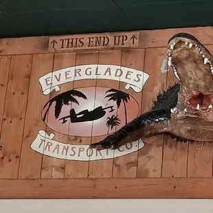 a gator's head mounted on the wall
