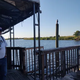 Beer, gator, and catfish on the deck!  I love Florida!!
