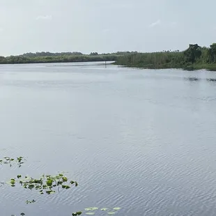 We enjoy dining with a view, and Gator's has it. We seen a small gator, and a white ibis hitchhiking on some greenery under the bridge.