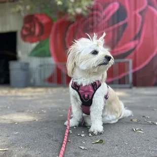 Beautiful rose mural &amp; dog friendly!