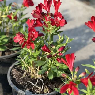 Flowers 9-15-23