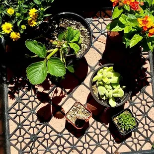 Picked up some extra plants for the house..