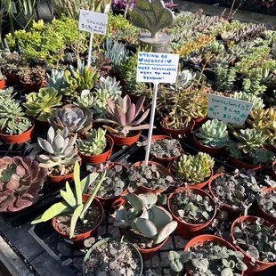 Succulents 9-15-23