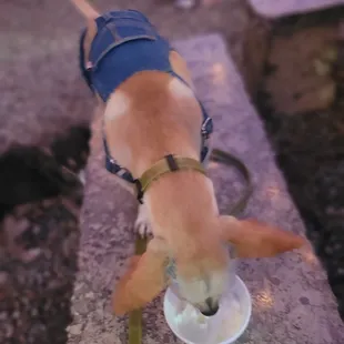 Saint having a puppacino from oh my crepes