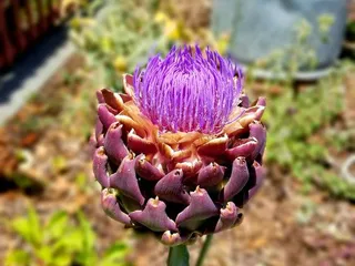 Fernwood Gardens