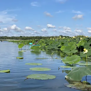 Kayaking Adventure