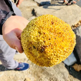 We found this fruit while hiking at Geist Park
