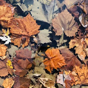 Leaves in the water