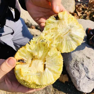 What the heck is this fruit that we found at Geist Park whilst hiking?