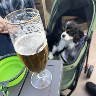 Geisthaus Brewing Company - Brewery dog in training - February 22, 2025