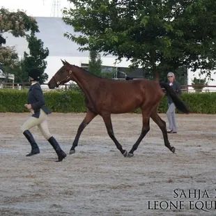 La Tazerine S winning 3yr &amp; under Hunter Breeding
