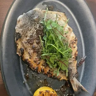 Mediterranean Sea bass