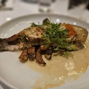 Rainbow Trout