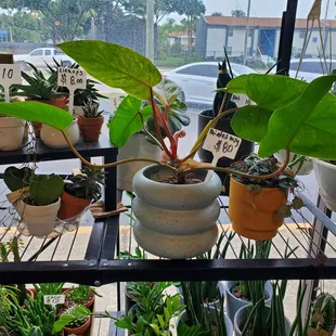 More plants - Love the Painted Lady philodendron!