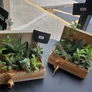 For the lover of succulents