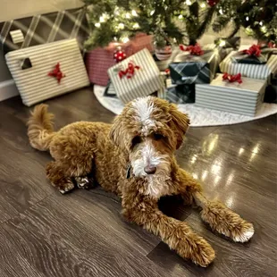 a dog laying on the floor in front of a christmas tree