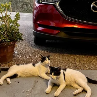 Cute little visitors to our room