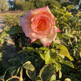Rose Test Garden at Gene Reid Park in Tucson, AZ 11/27/21
