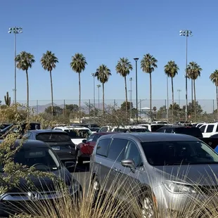 Parking lot view of majestic palm trees around multiple baseball diamonds .