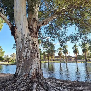 Shaded area by small pond
