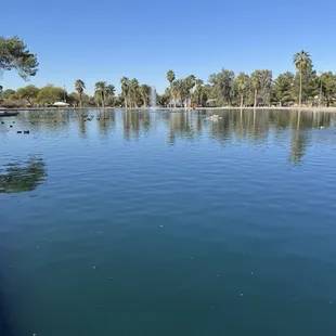 Large pond w ducks