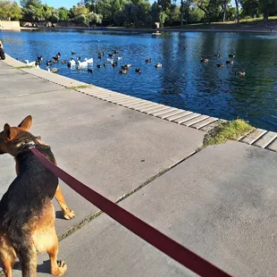 Feeding the water fowl is not allowed