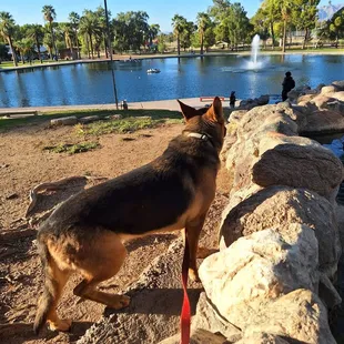 Dogs not allowed in the pond