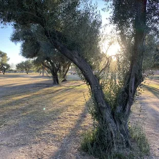 Sun setting fast at Gene Reid Park in Tucson, AZ 11/27/21