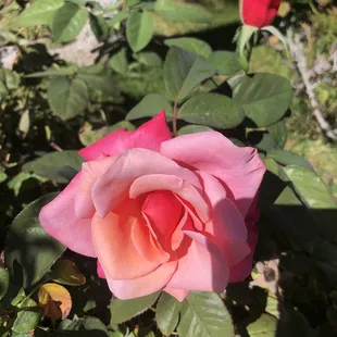 Our roses
