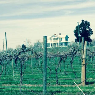 a white house in the distance