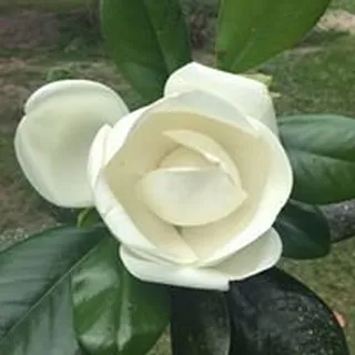 Ann L.