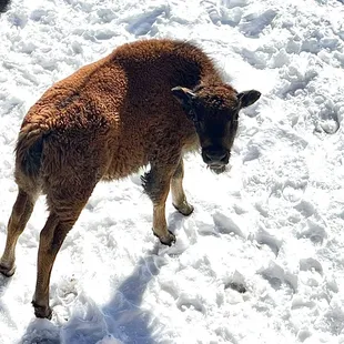 Baby bison are out and about at the park