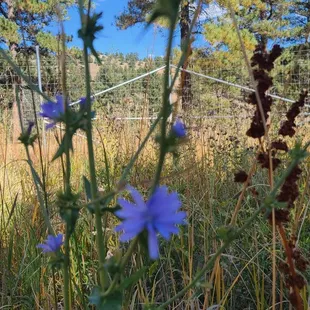 Pretty flowers  10-10-2023