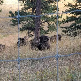 Bison  10-10-2023