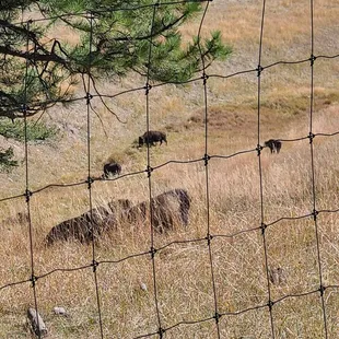 Bison  10-10-2023
