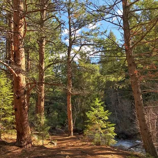 Beaver Brook Trail (5/20/21)