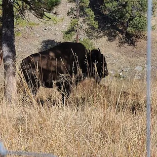 Bison  10-10-2023