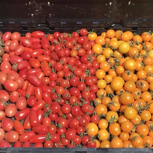 Cherry tomatoes for our CSA