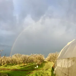 Early spring views over our Pluot orchard