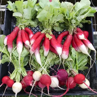 Beautiful radish from our CSA