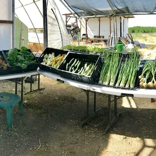 Early spring CSA pickup area