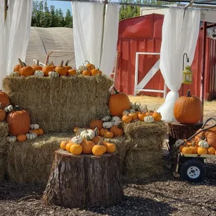 Hay bale "living room" covered in pumpkins. Great photo opportunity!