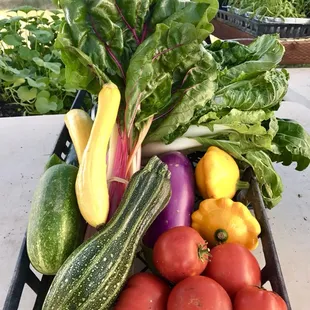 Full share CSA box