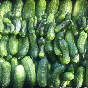 Pickling cucumbers for CSA pick up