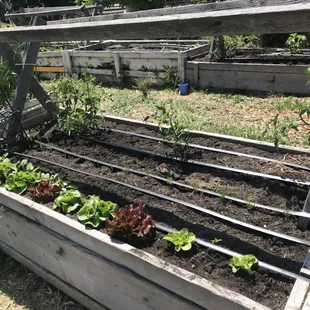 Discovery Gardens in May. Gardeners learn how to grow their own food and enjoy the harvest!